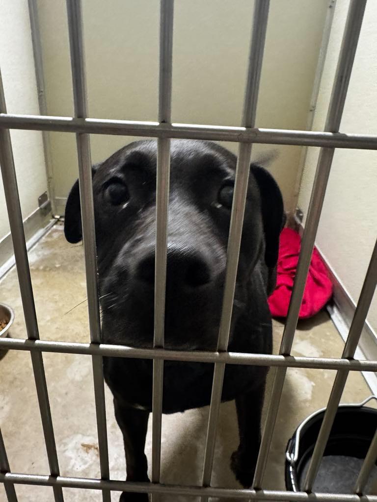 Lady, a Adoptable mixed breed in Pierceton, IN image 1/2