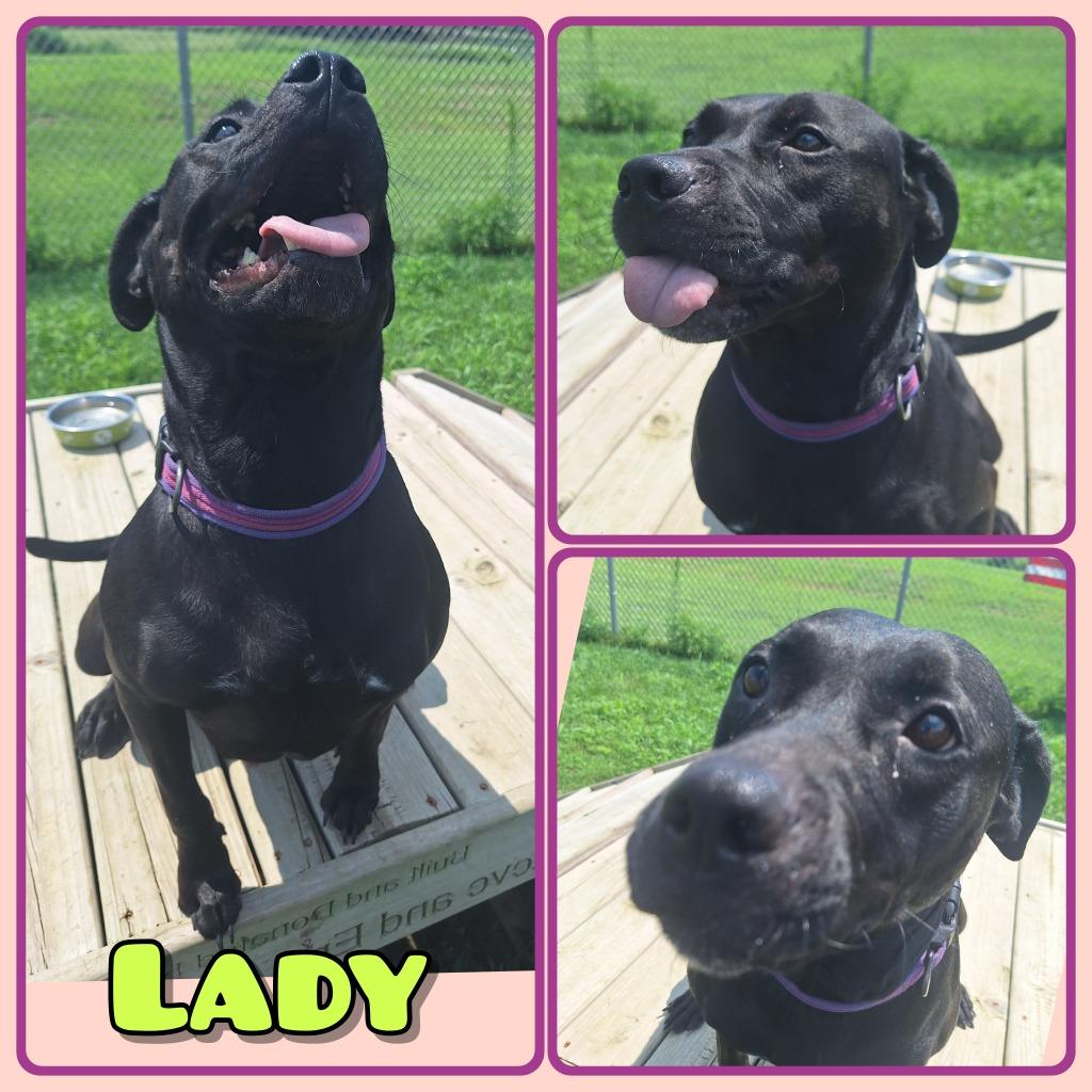 Lady, a Adoptable mixed breed in Pierceton, IN image 2/2
