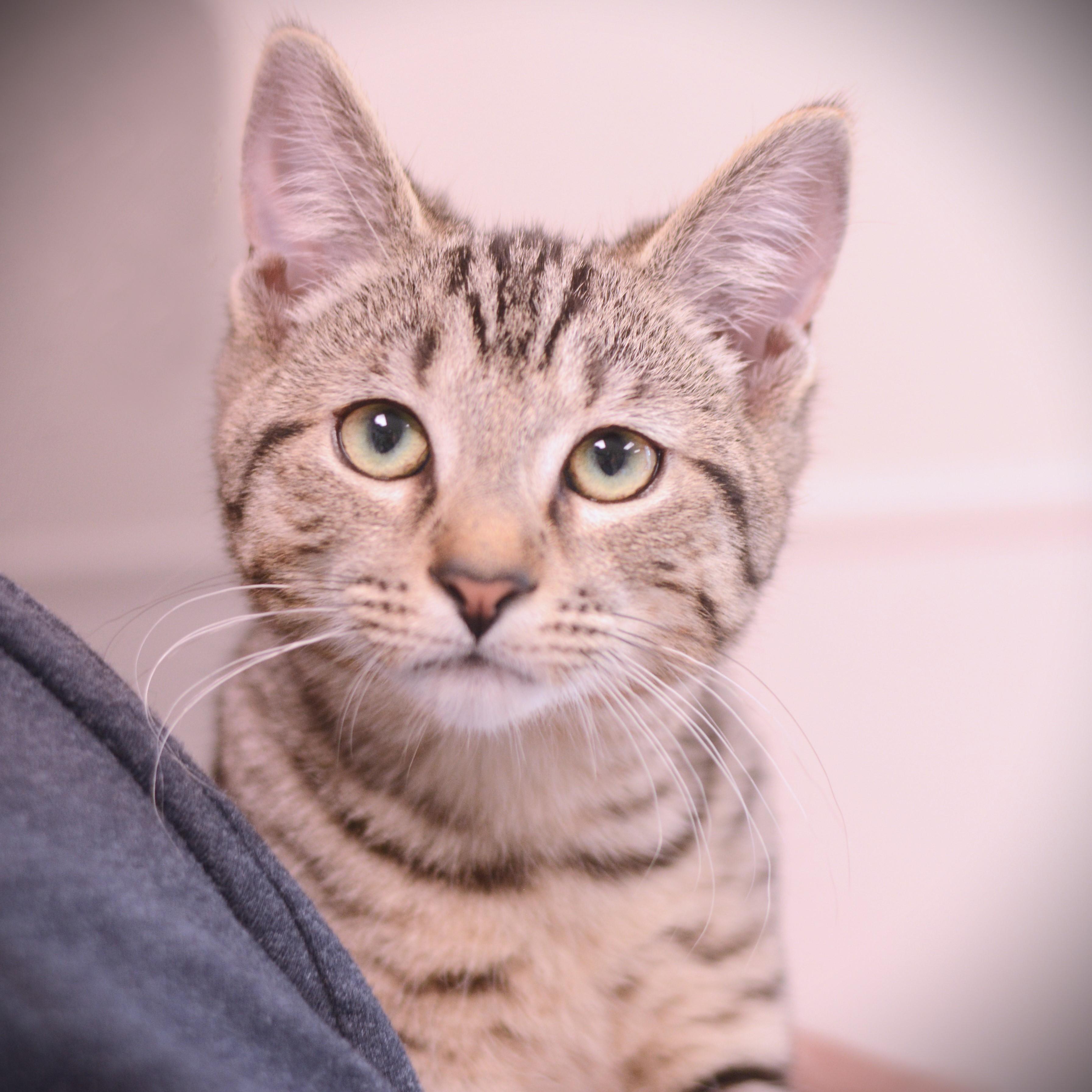 Taffy, Adoptable, Kitten Male Domestic Short Hair.