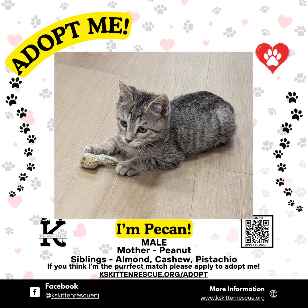 Enlarge Pecan, a ADOPTABLE Domestic Short Hair in Brick, NJ image 1/1