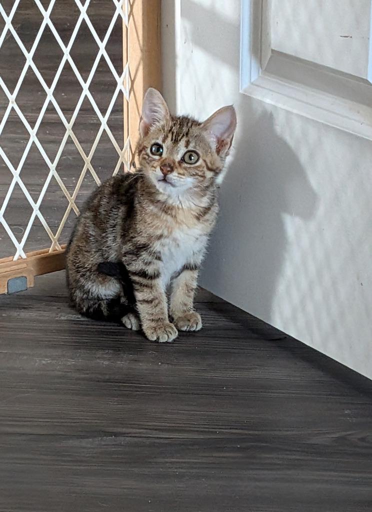 Enlarge Tigger, a Adoptable mixed breed in Mayer, MN image 1/4