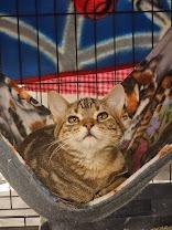 Enlarge Tigger, a Adoptable mixed breed in Mayer, MN image 2/4