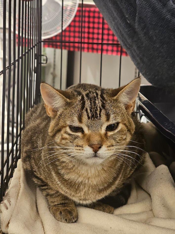 Enlarge Tigger, a Adoptable mixed breed in Mayer, MN image 3/4