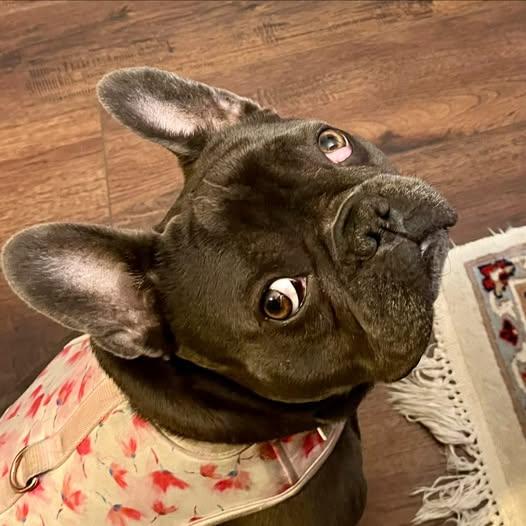 Enlarge Ziva, a ADOPTABLE French Bulldog in Matthews, NC image 1/1