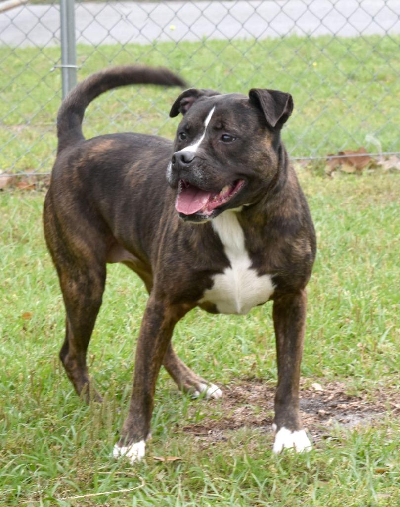 Enlarge Rose, a Adoptable mixed breed in Kingsland, GA image 2/4