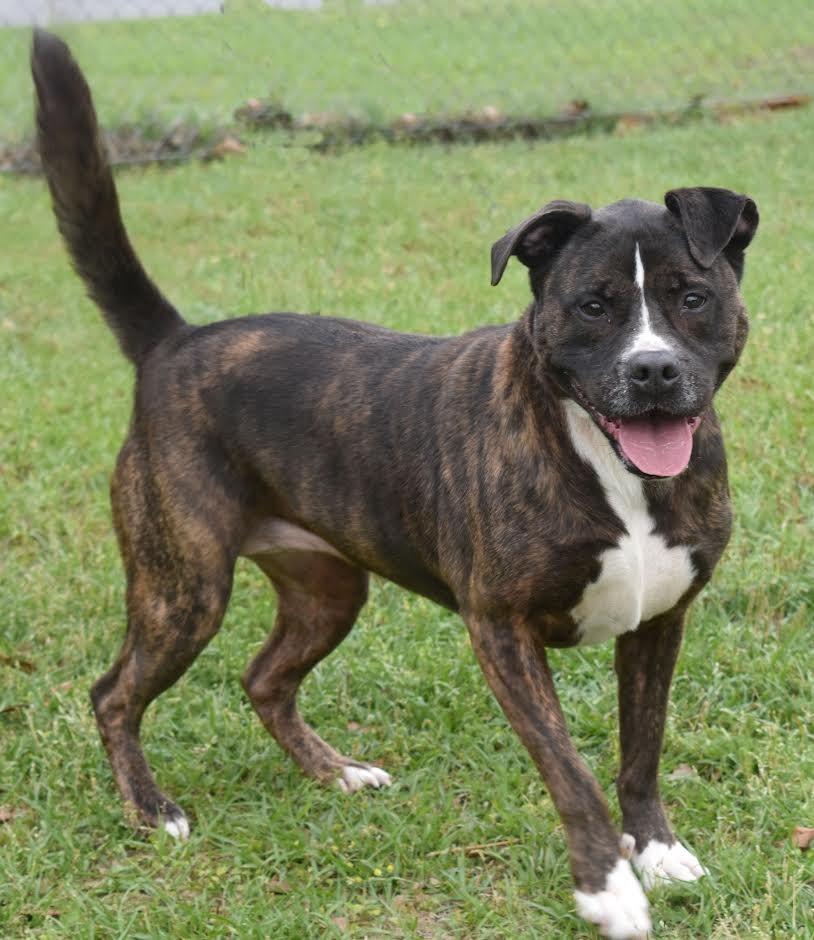 Enlarge Rose, a Adoptable mixed breed in Kingsland, GA image 3/4