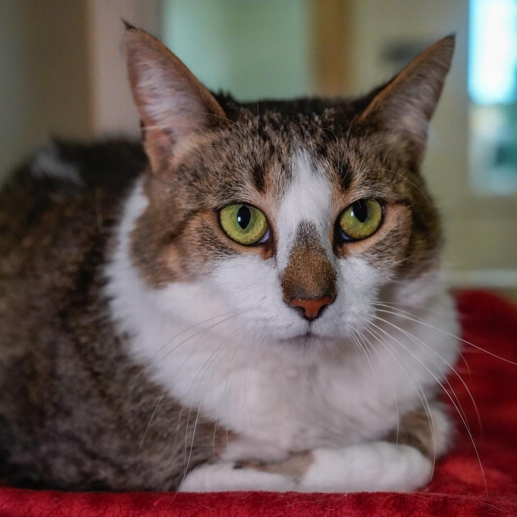 Duchess, Adoptable, Adult Female Domestic Short Hair.