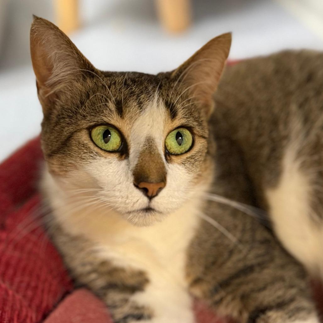 Enlarge Duchess, a Adoptable Domestic Short Hair in Thomaston, ME image 2/4