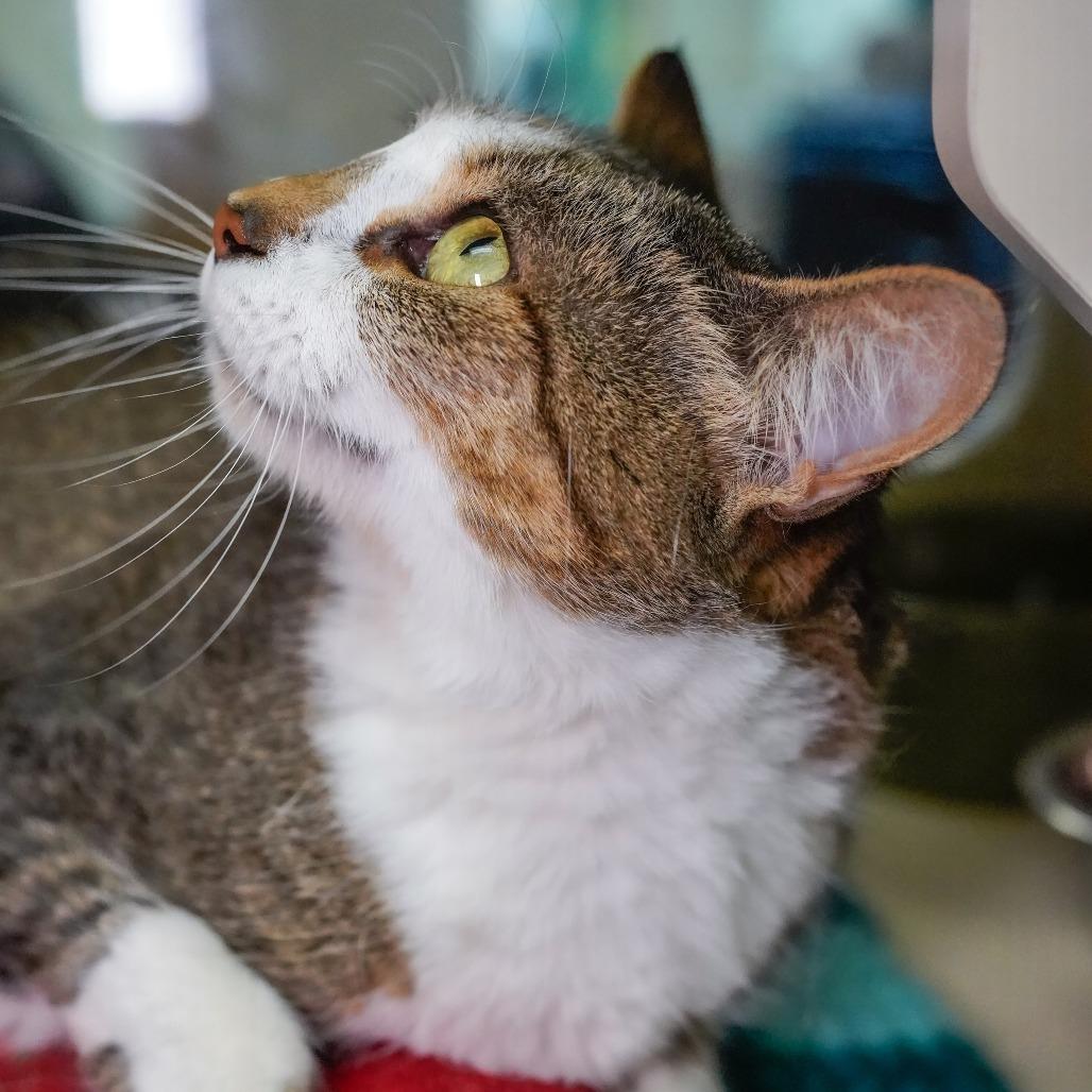 Enlarge Duchess, a Adoptable Domestic Short Hair in Thomaston, ME image 4/4
