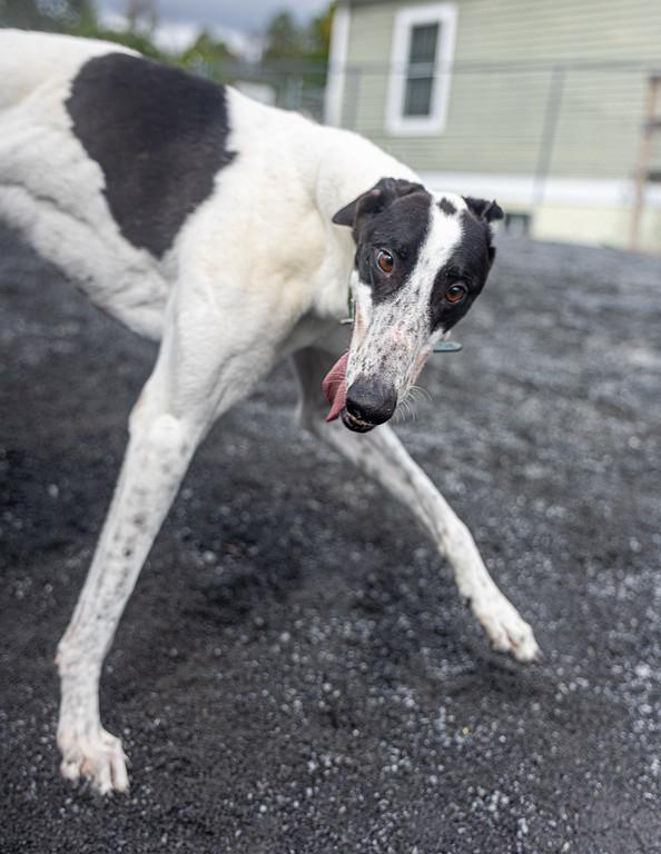 Enlarge Lionel, a Adoptable Greyhound in Augusta, ME image 5/6