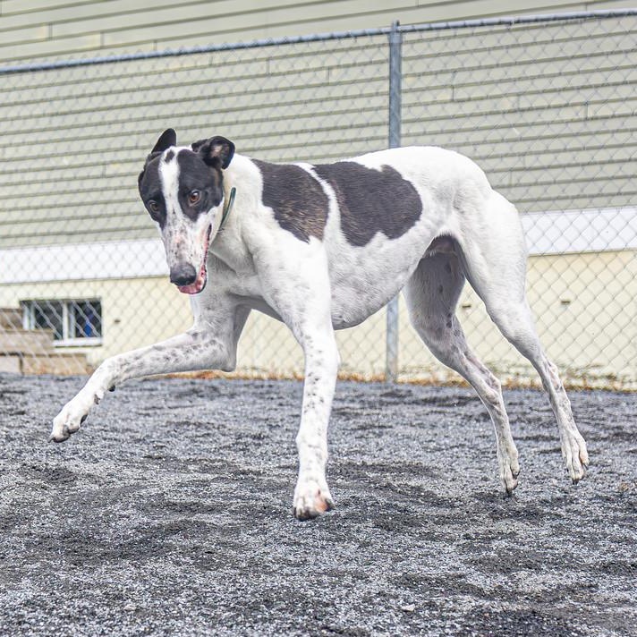 Enlarge Lionel, a Adoptable Greyhound in Augusta, ME image 6/6