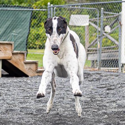 Enlarge Lionel, a Adoptable Greyhound in Augusta, ME image 3/6