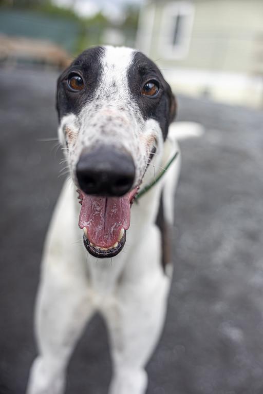 Enlarge Lionel, a Adoptable Greyhound in Augusta, ME image 2/6