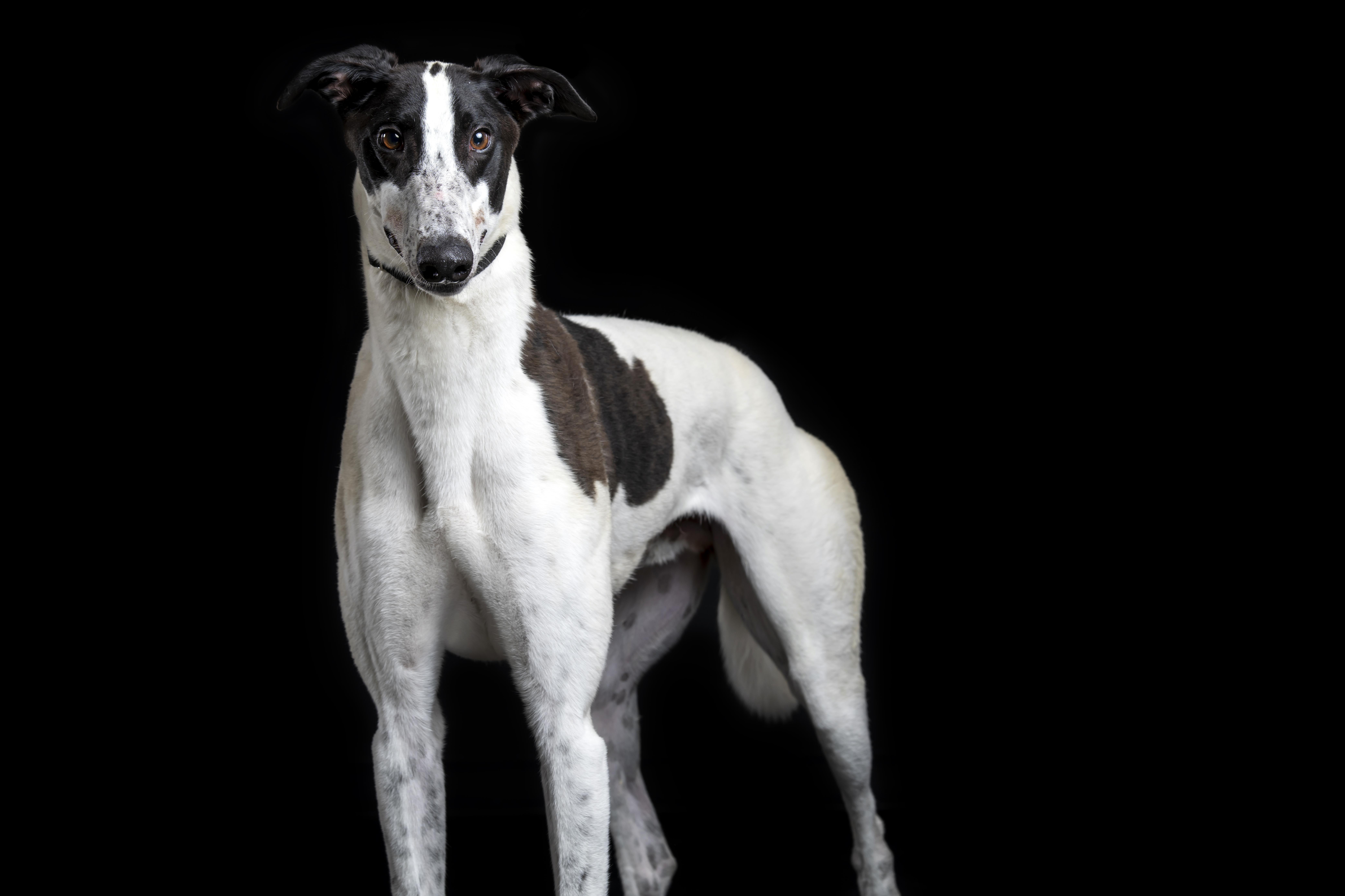 Lionel, Adoptable, Young Male Greyhound.