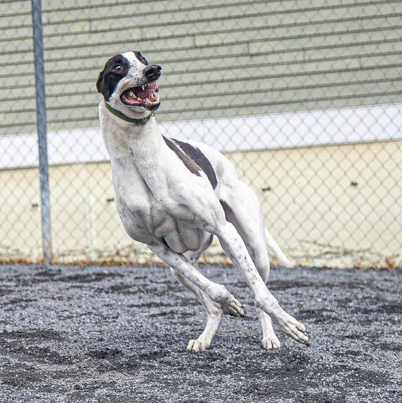 Enlarge Lionel, a Adoptable Greyhound in Augusta, ME image 4/6