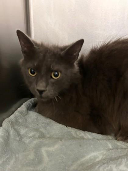 Bandit, Adoptable, Adult Male Domestic Short Hair & Domestic Short Hair.