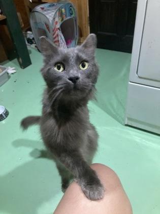 Bandit, a Adoptable mixed breed in Everett, WA image 2/2