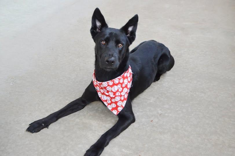 Enlarge Heath, a Adoptable German Shepherd Dog in McKinney, TX image 1/1