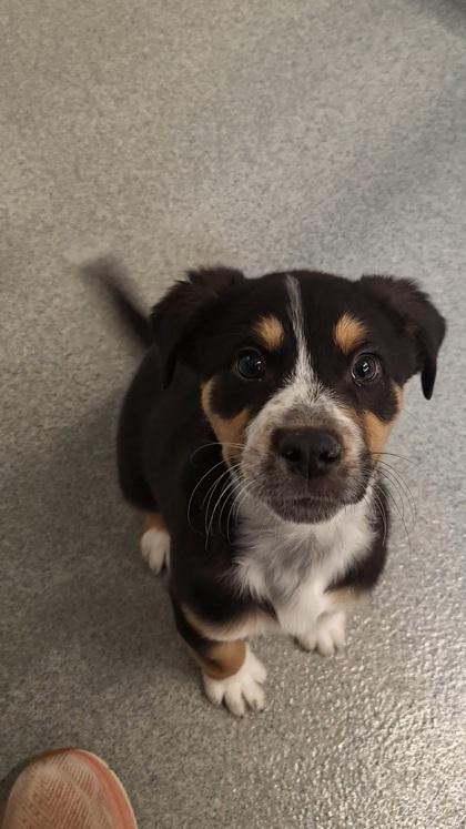 Krispy, Adoptable, Puppy Male Bernese Mountain Dog & Mixed Breed.