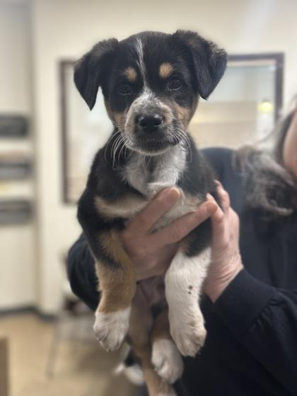 Krispy, a Adoptable mixed breed in Grapevine, TX image 2/2