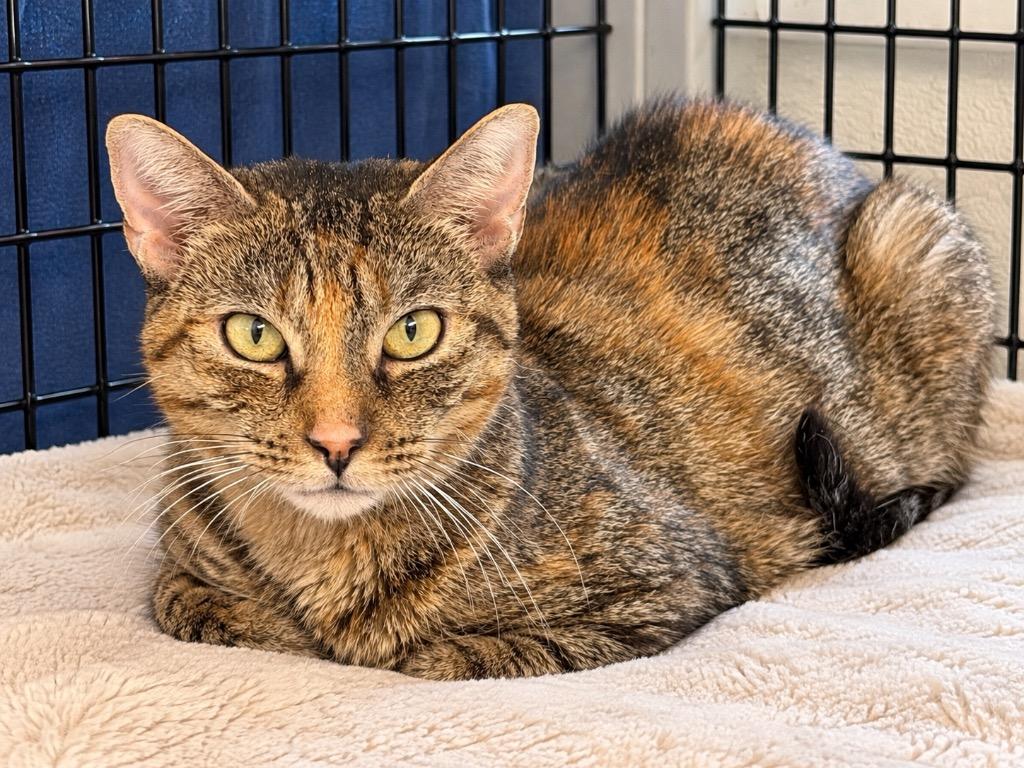 Enlarge Gladys, a Adoptable mixed breed in Ewing, NJ image 1/1