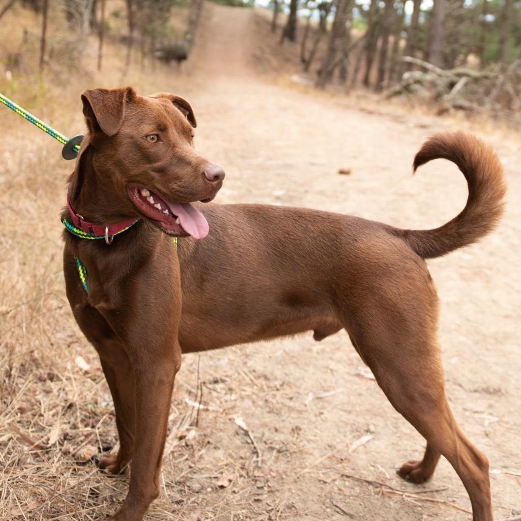 Moose aka Alex, Adoptable, Adult Male Chocolate Labrador Retriever.