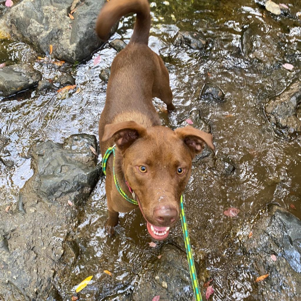 Enlarge Moose aka Alex, a Adoptable Chocolate Labrador Retriever in San Pablo, CA image 2/6