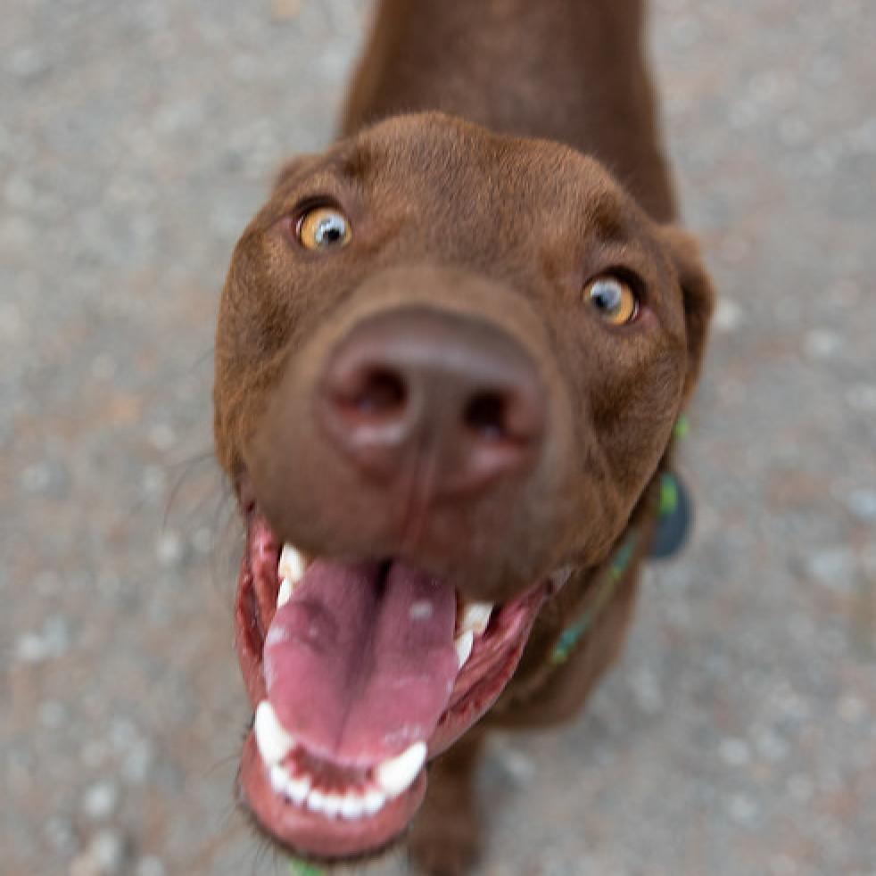 Enlarge Moose aka Alex, a Adoptable Chocolate Labrador Retriever in San Pablo, CA image 3/6