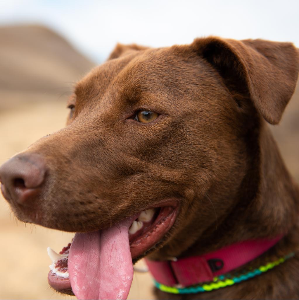 Enlarge Moose aka Alex, a Adoptable Chocolate Labrador Retriever in San Pablo, CA image 5/6
