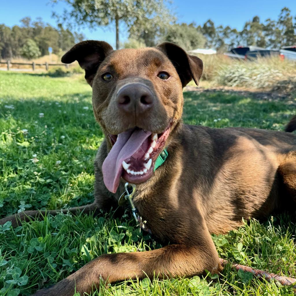 Enlarge Moose aka Alex, a Adoptable Chocolate Labrador Retriever in San Pablo, CA image 6/6