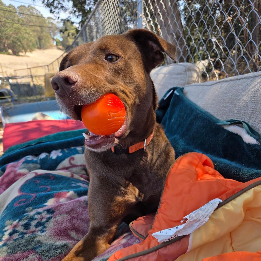 Enlarge Moose aka Alex, a Adoptable Chocolate Labrador Retriever in San Pablo, CA image 6/6