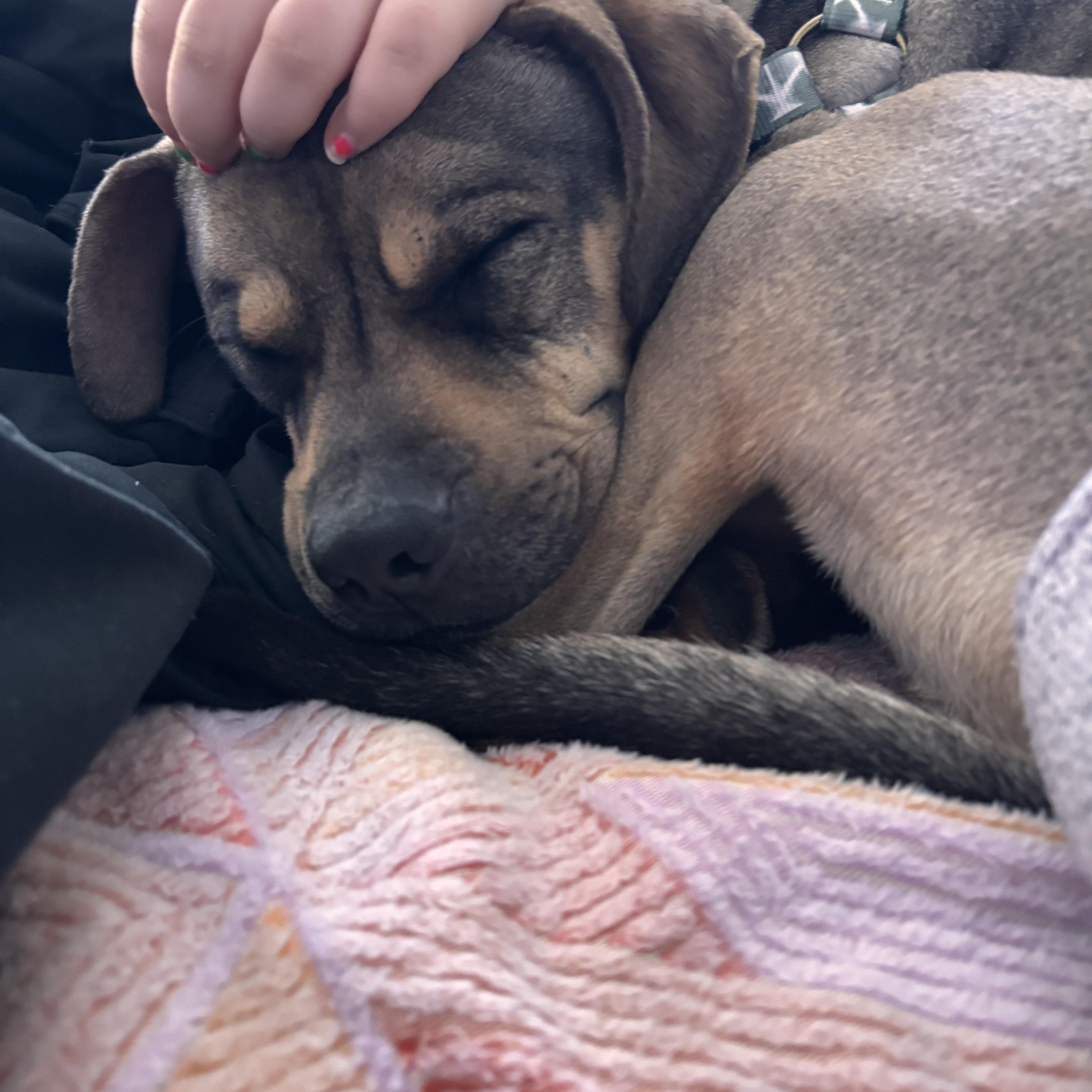 Enlarge Sonny! The perfect companion! , a ADOPTABLE Mixed Breed in Milford , NH image 5/6