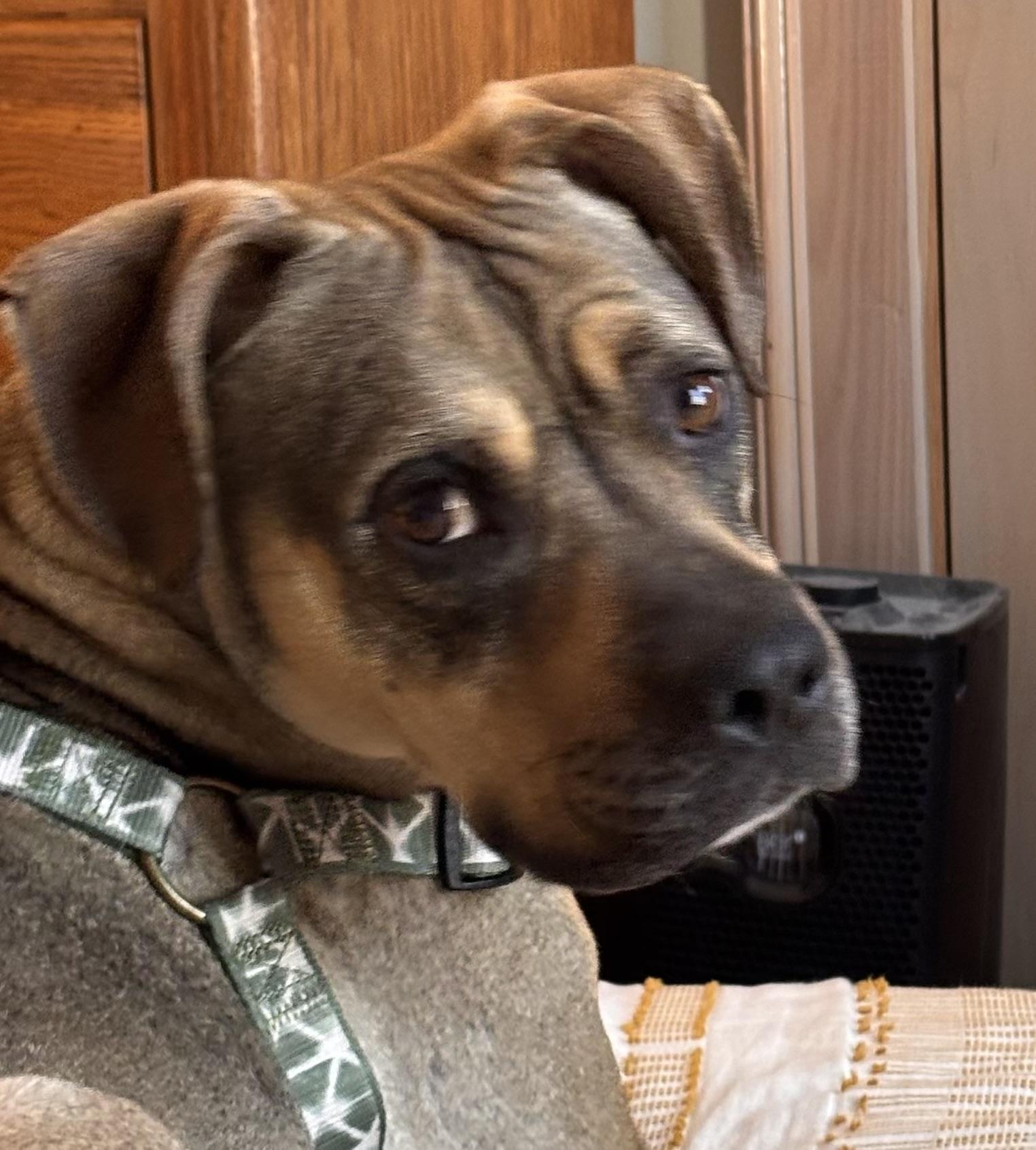 Enlarge Sonny! The perfect companion! , a ADOPTABLE Mixed Breed in Milford , NH image 6/6