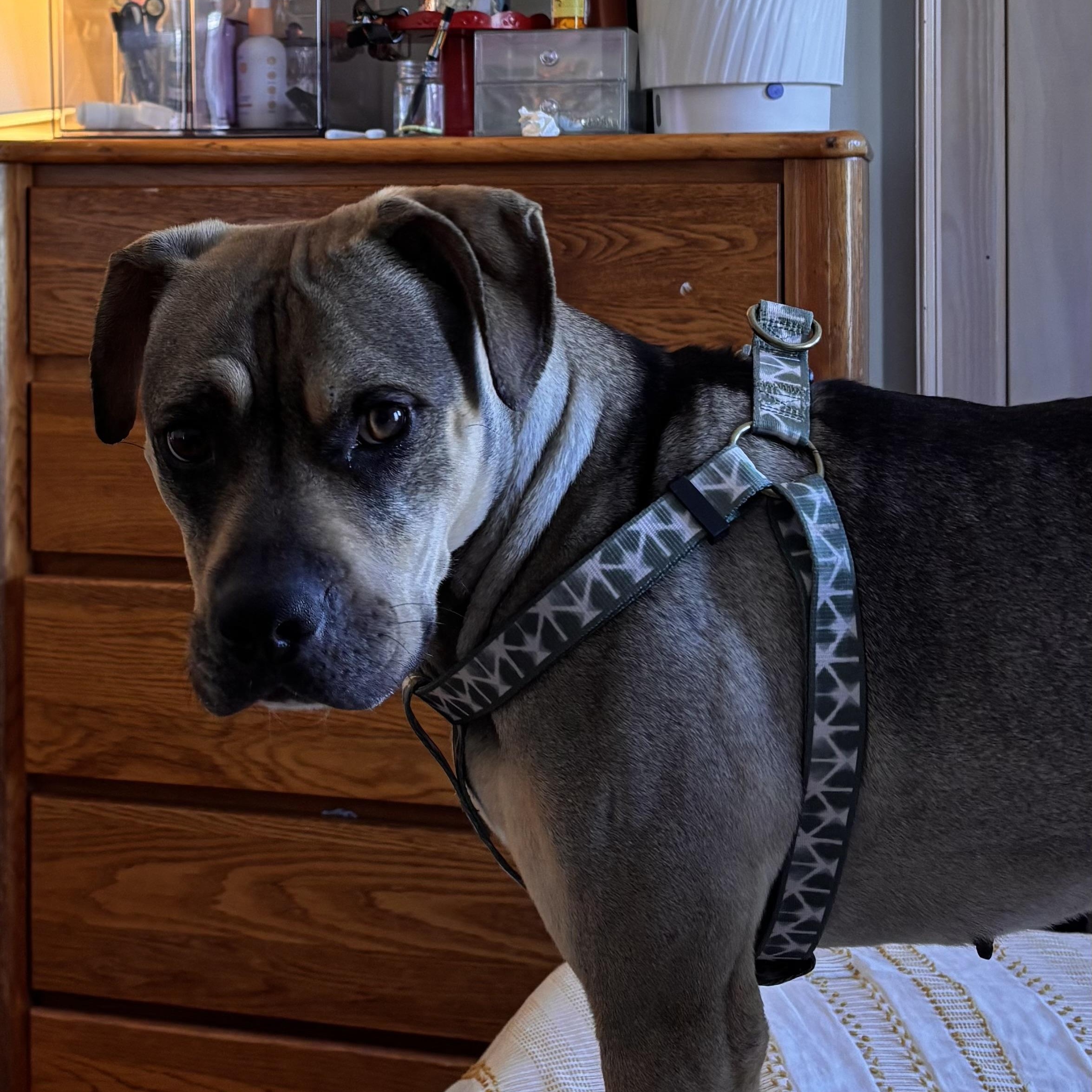 Enlarge Sonny! The perfect companion! , a ADOPTABLE Mixed Breed in Milford , NH image 4/6