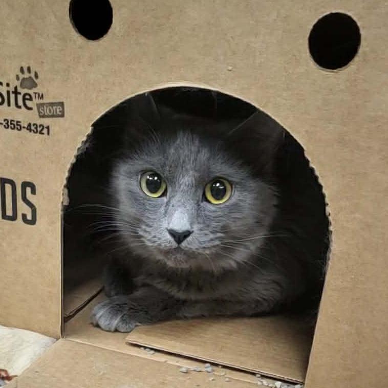 Enlarge Cinder, a Adoptable Domestic Long Hair in Belleville, IL image 1/3
