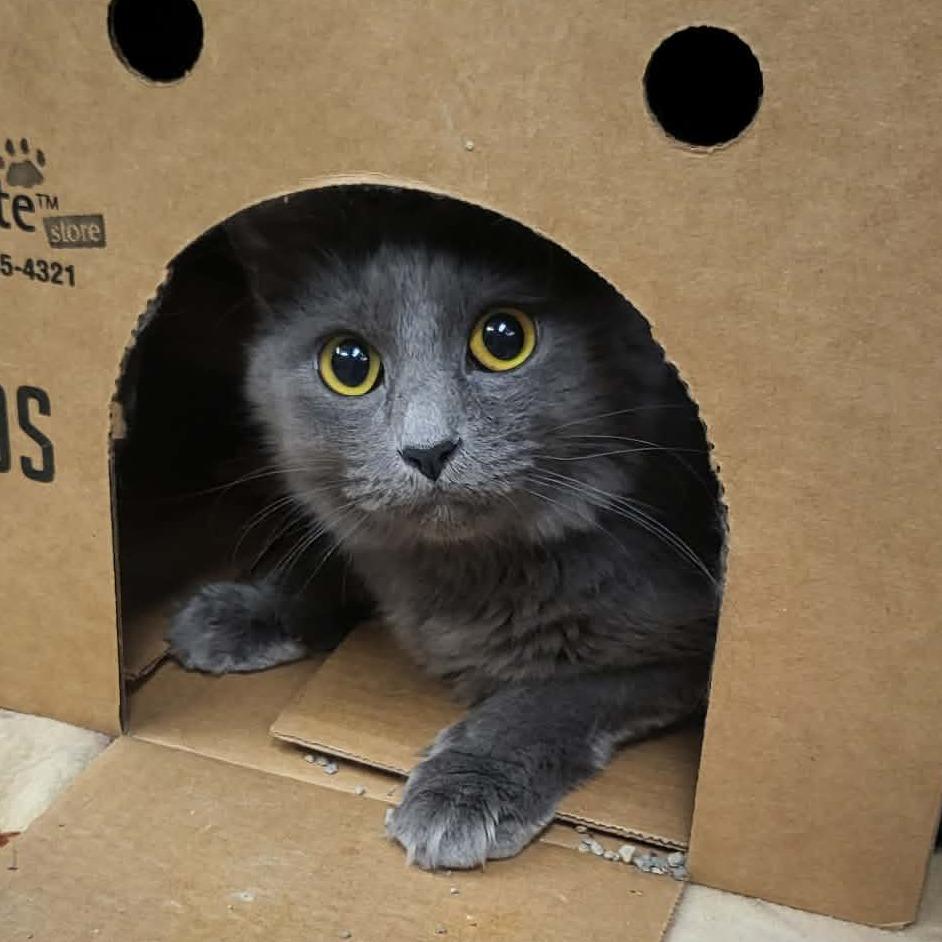 Enlarge Cinder, a Adoptable Domestic Long Hair in Belleville, IL image 2/3