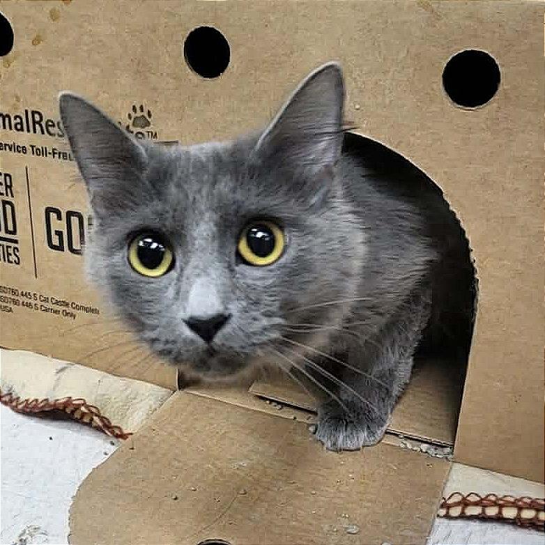 Enlarge Cinder, a Adoptable Domestic Long Hair in Belleville, IL image 3/3