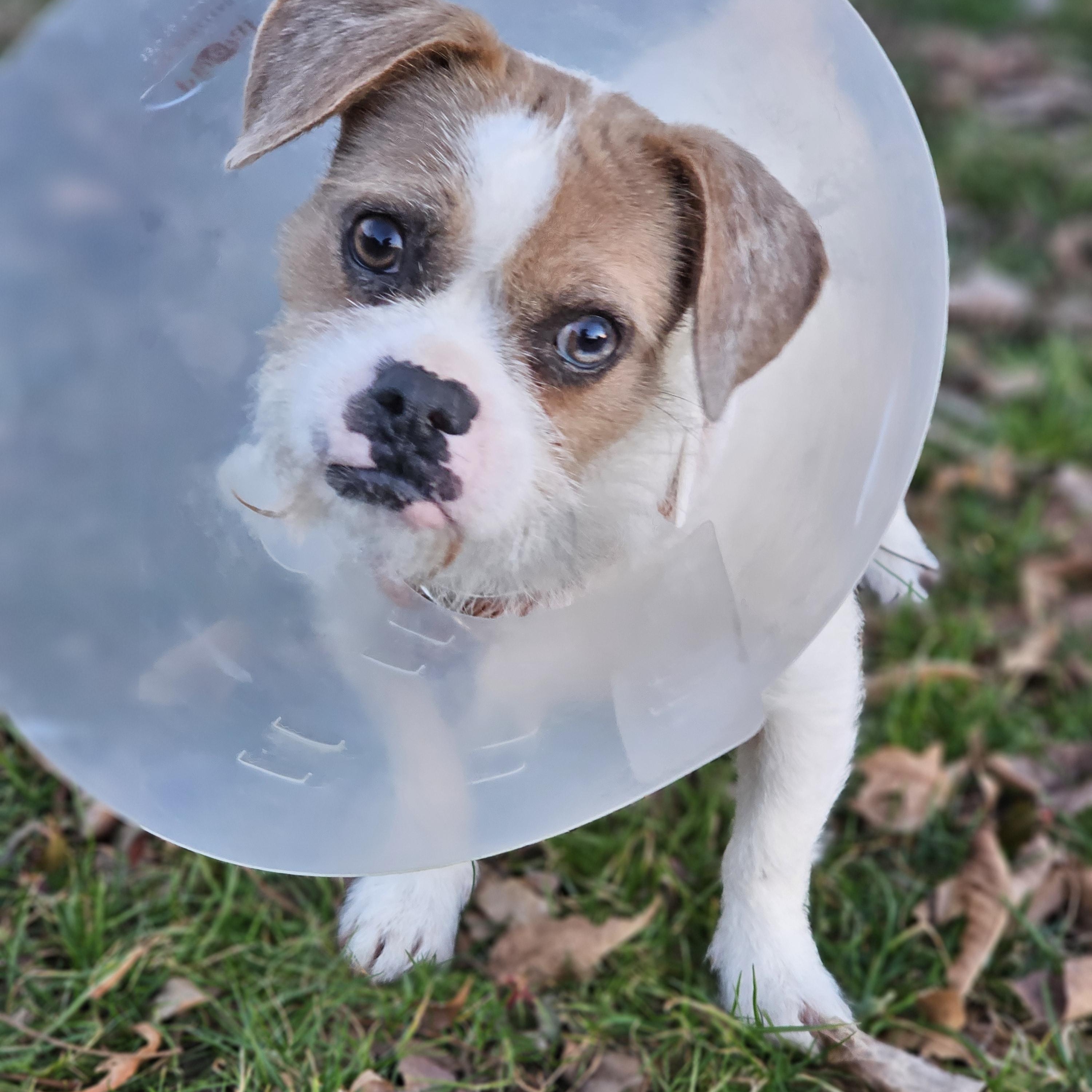 Enlarge Tia, an adopted mixed breed in O Fallon, IL image 4/6