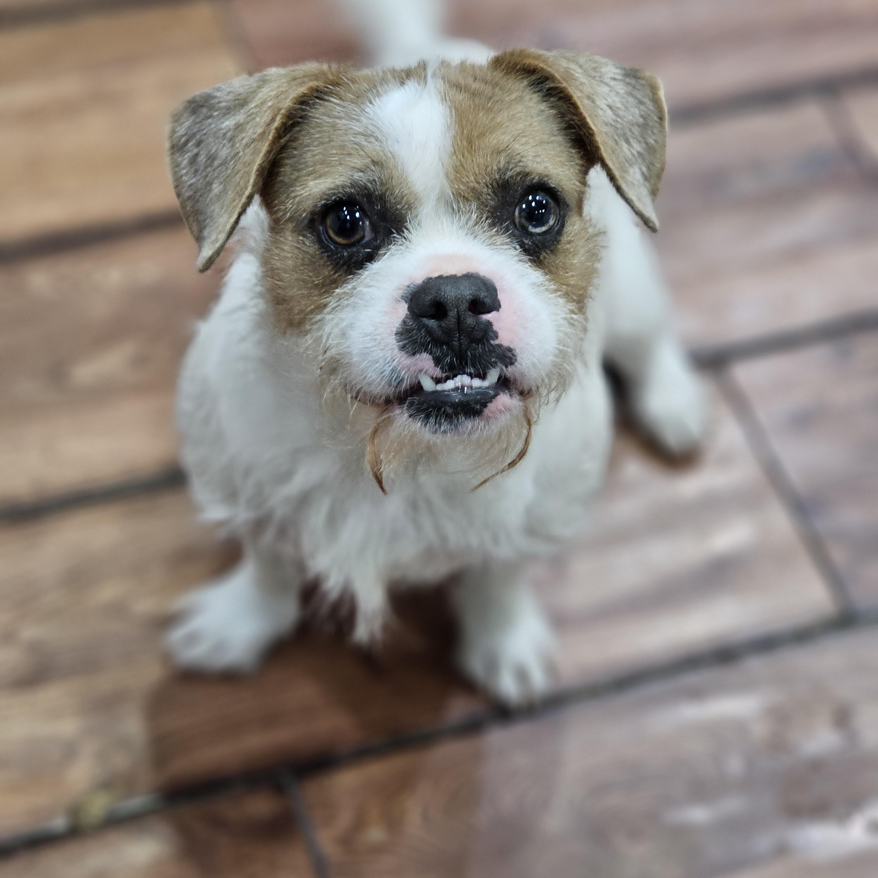 Tia, adopted, Young Female French Bulldog & Jack Russell Terrier.