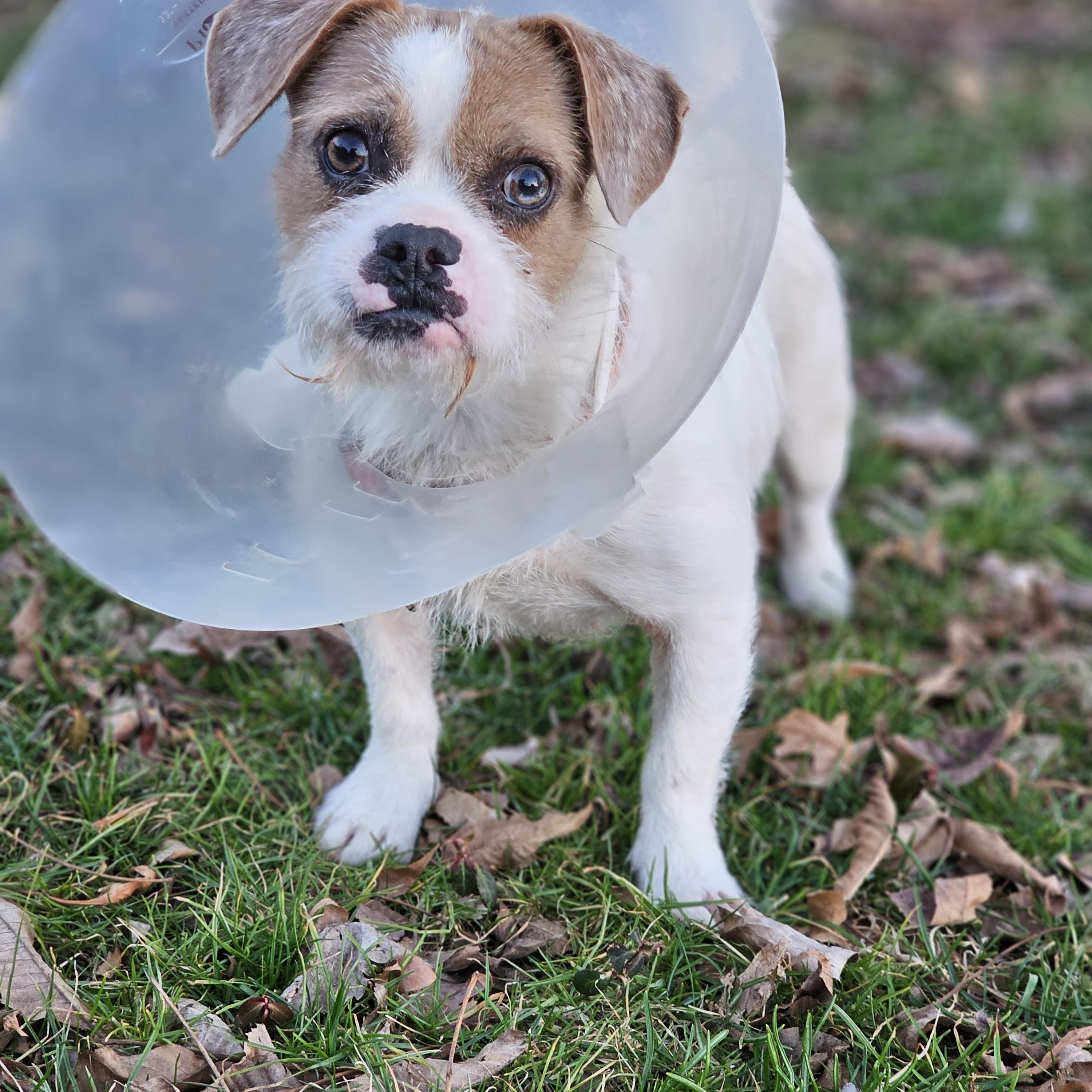 Enlarge Tia, an adopted mixed breed in O Fallon, IL image 2/6