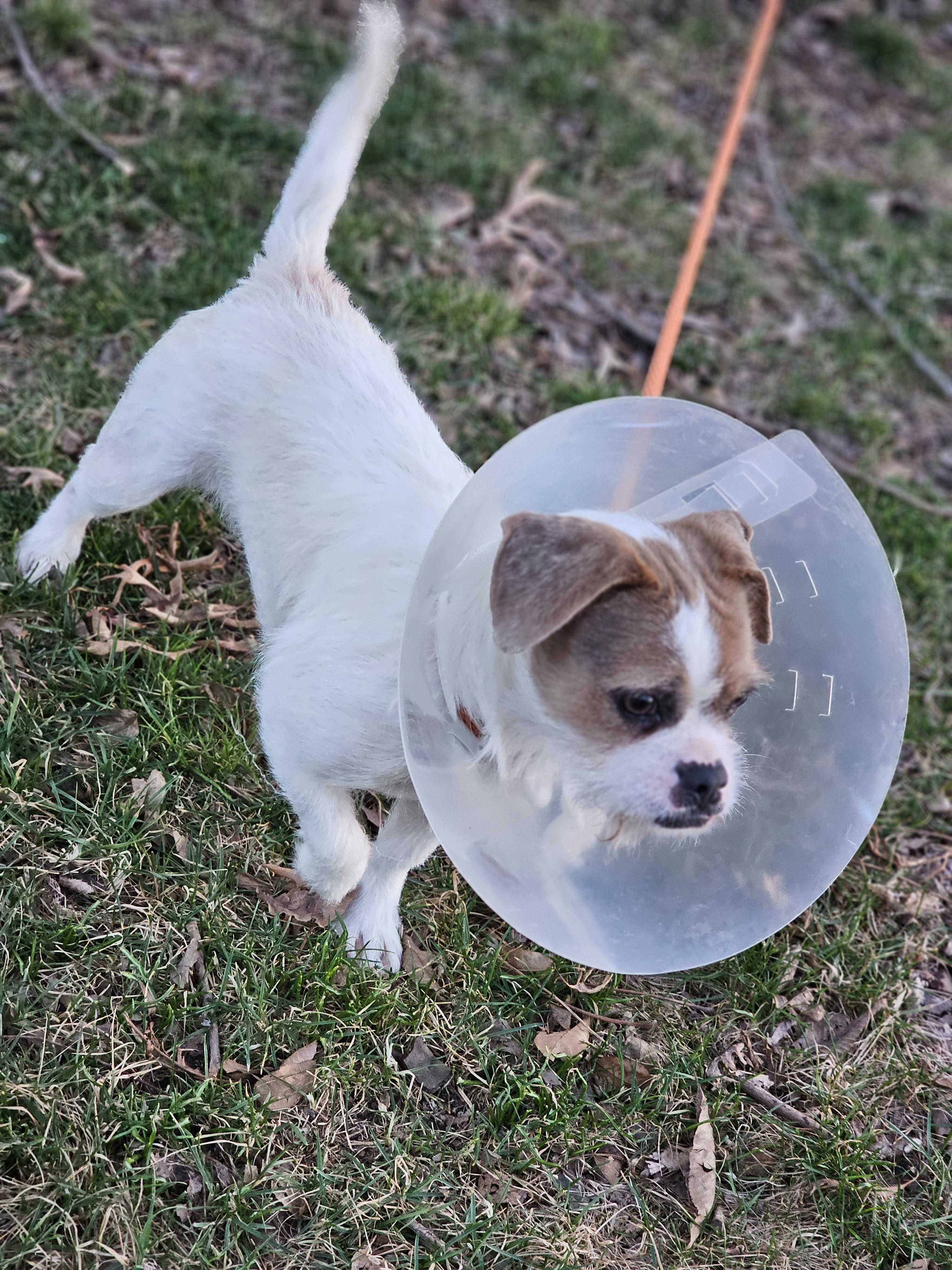 Enlarge Tia, an adopted mixed breed in O Fallon, IL image 3/6