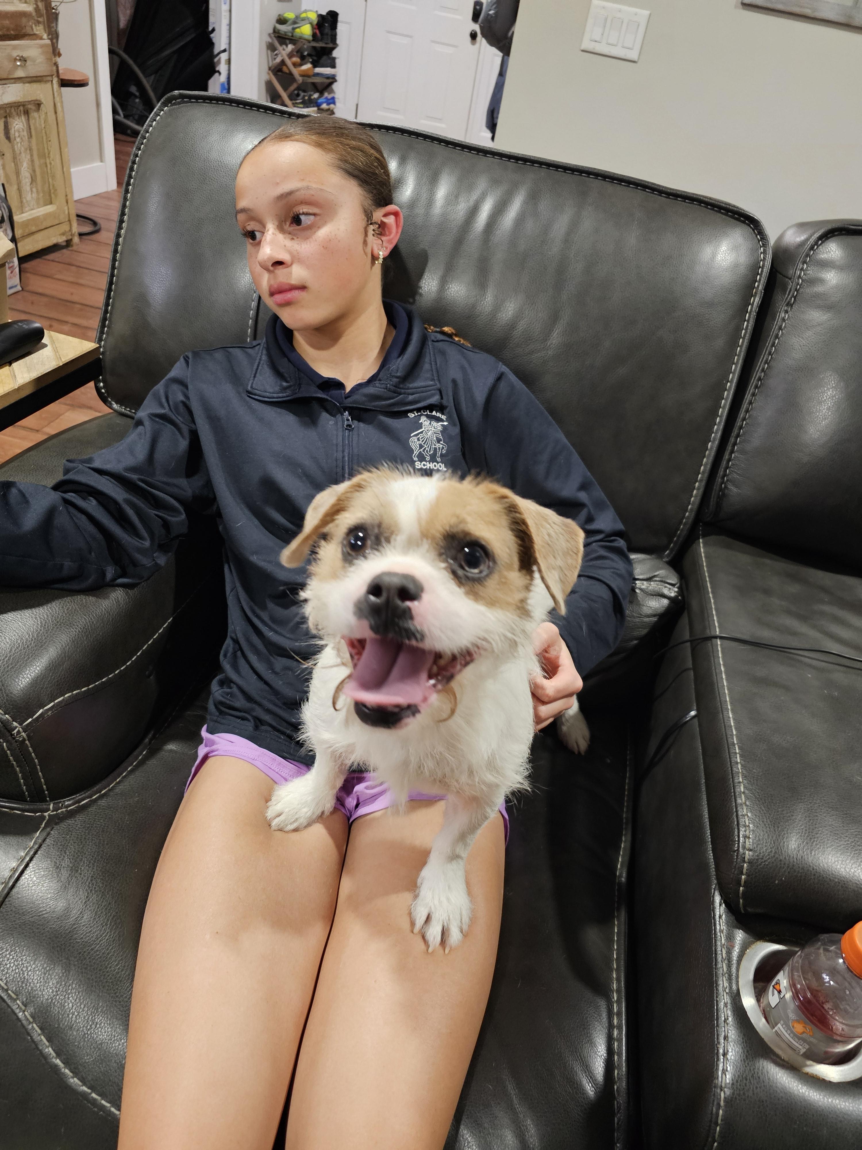 Enlarge Tia, an adopted mixed breed in O Fallon, IL image 5/6