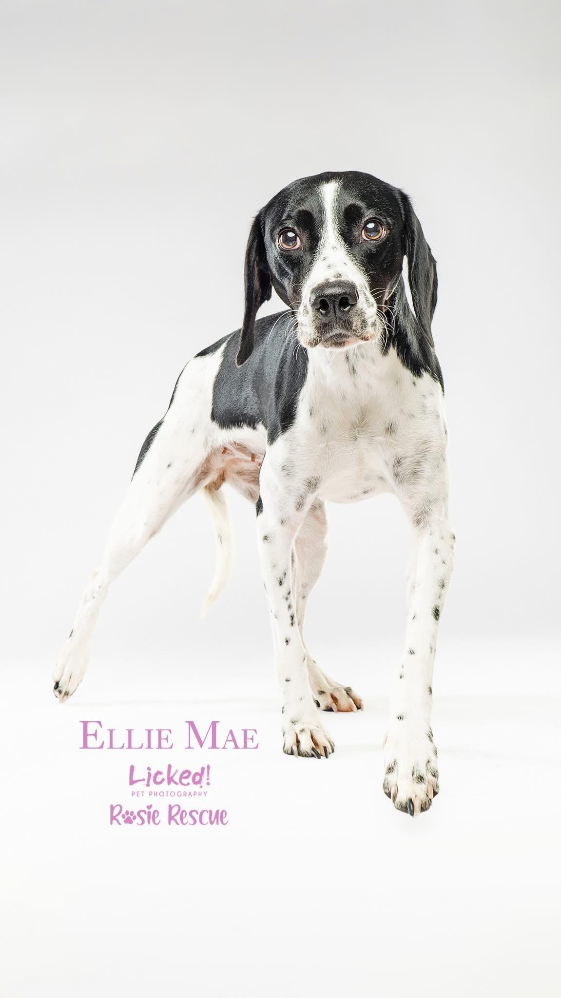 Ellie Mae, a Adopted mixed breed in Mount Pleasant, SC image 3/5