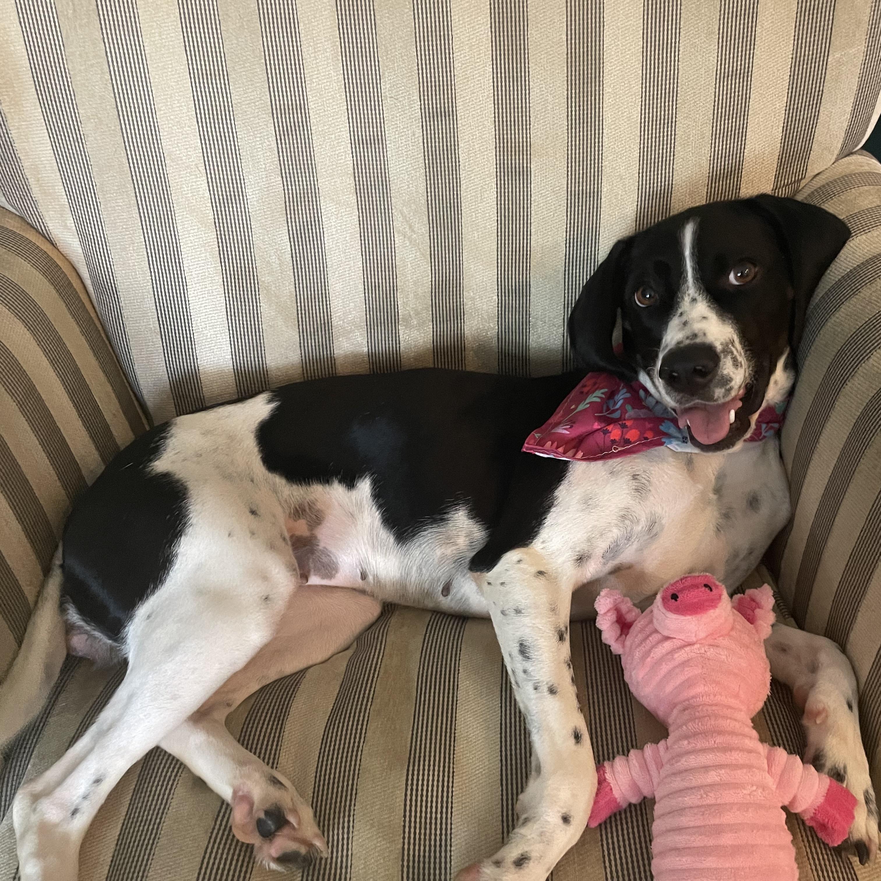 Ellie Mae, a Adopted mixed breed in Mount Pleasant, SC image 2/5