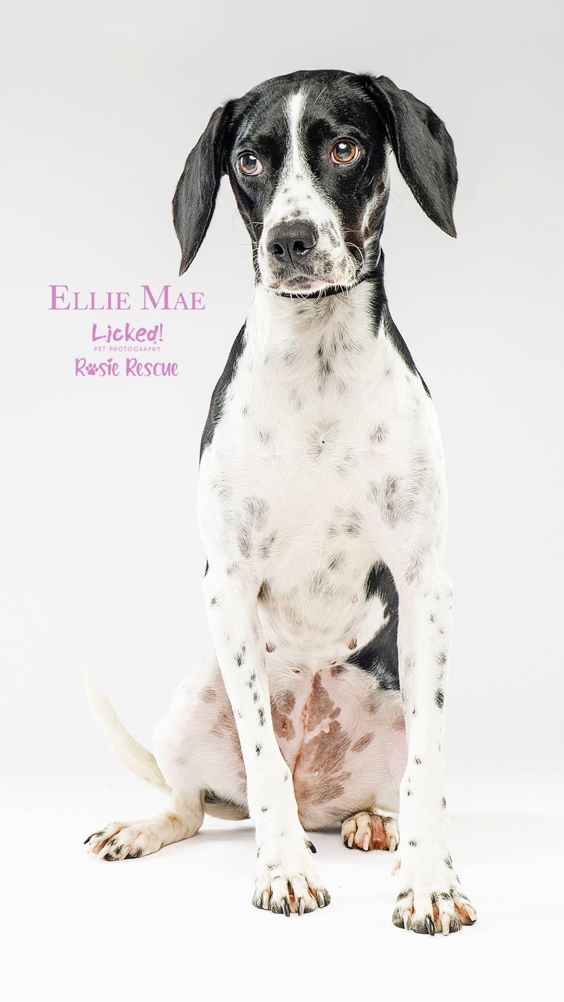 Ellie Mae, a Adopted mixed breed in Mount Pleasant, SC image 5/5
