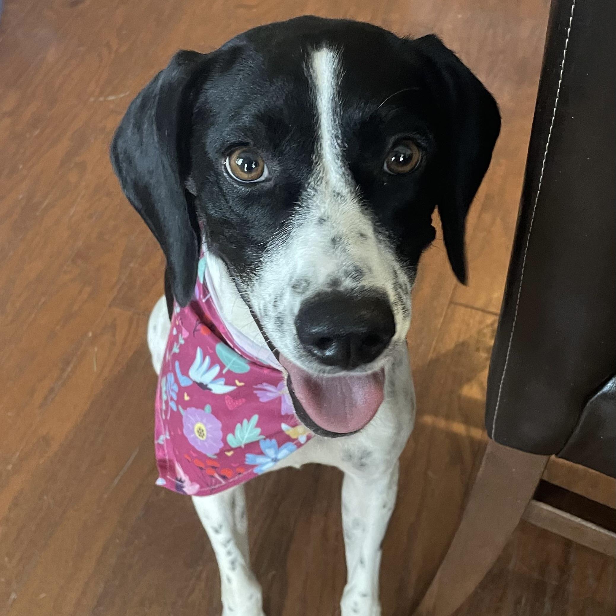 Ellie Mae, Adopted, Adult Female Beagle & Hound.