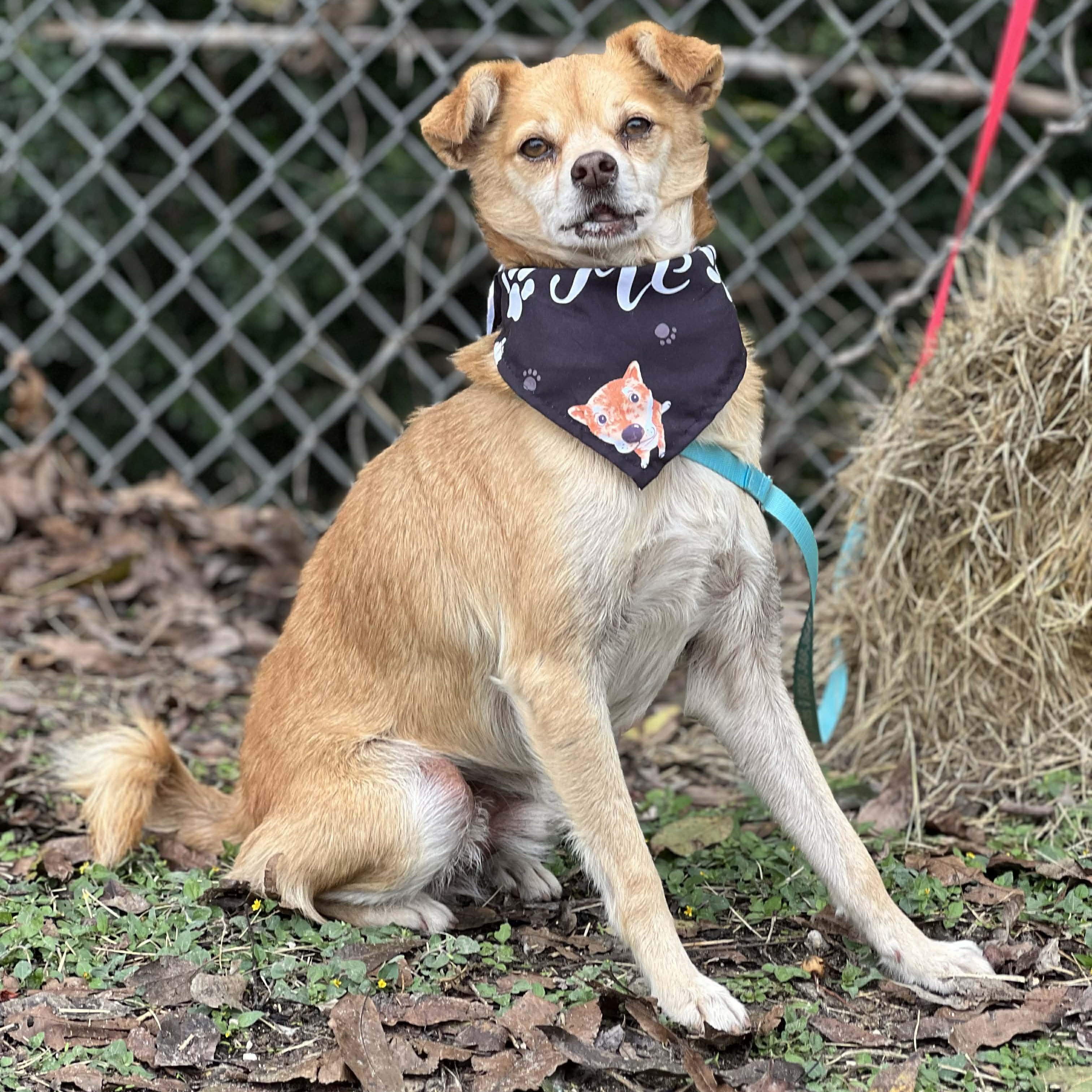 Frito, a ADOPTABLE mixed breed in Madisonville, TX image 1/6