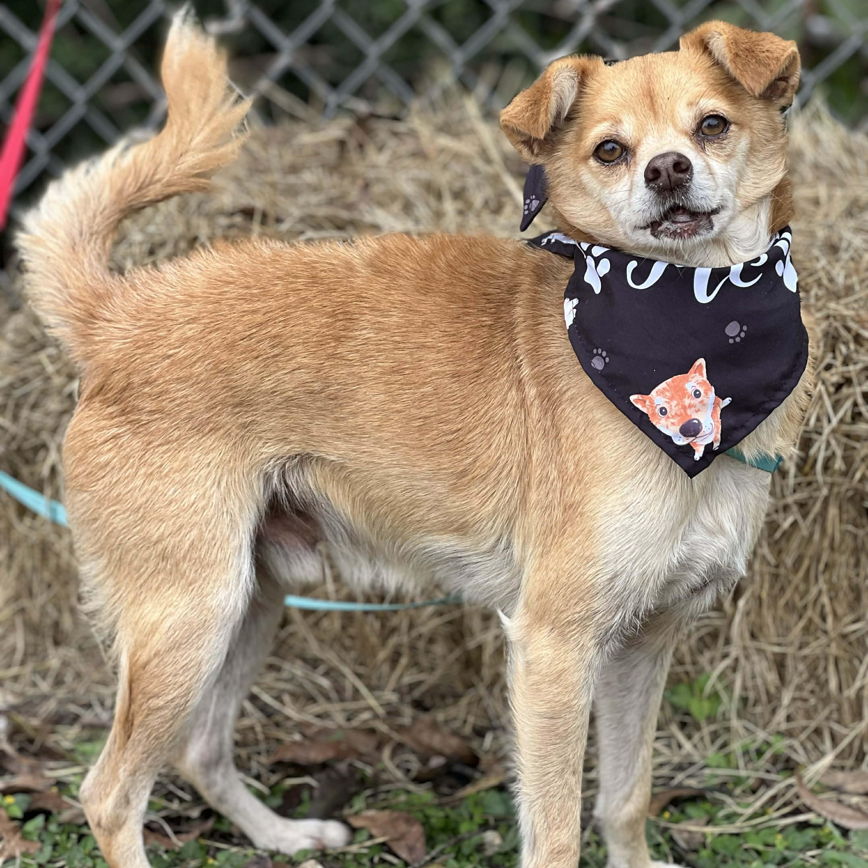 Frito, a ADOPTABLE mixed breed in Madisonville, TX image 2/6