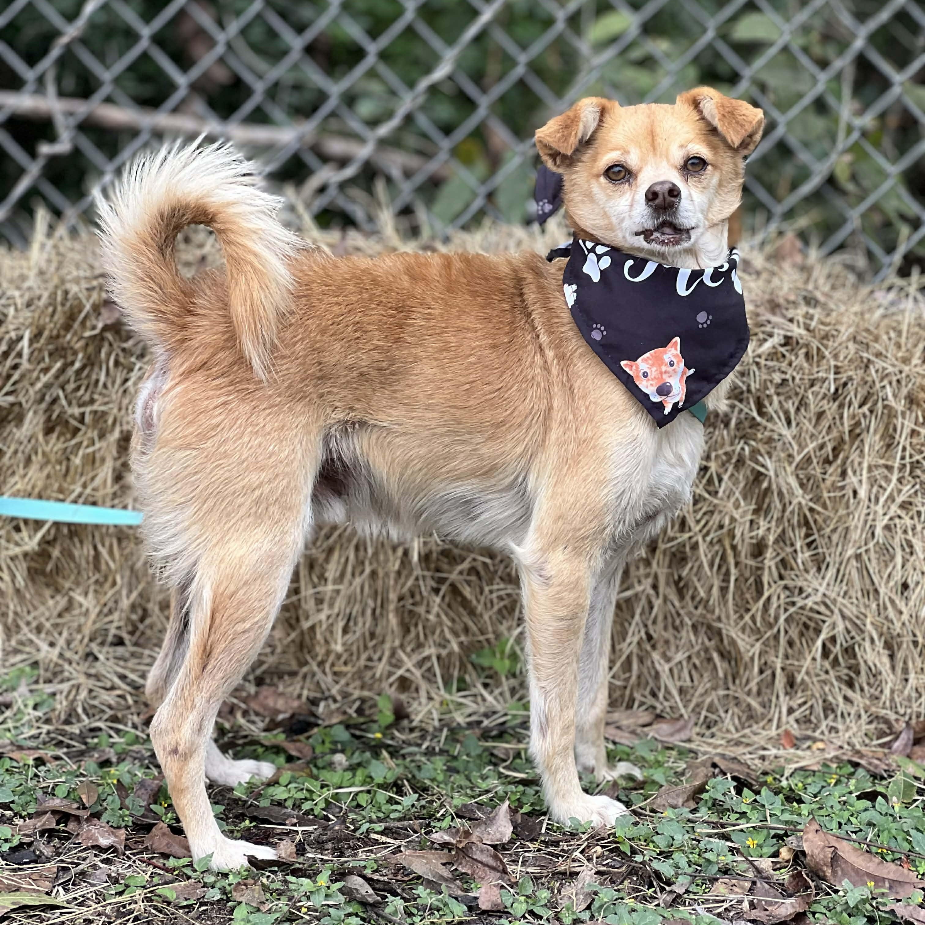 Frito, a ADOPTABLE mixed breed in Madisonville, TX image 3/6
