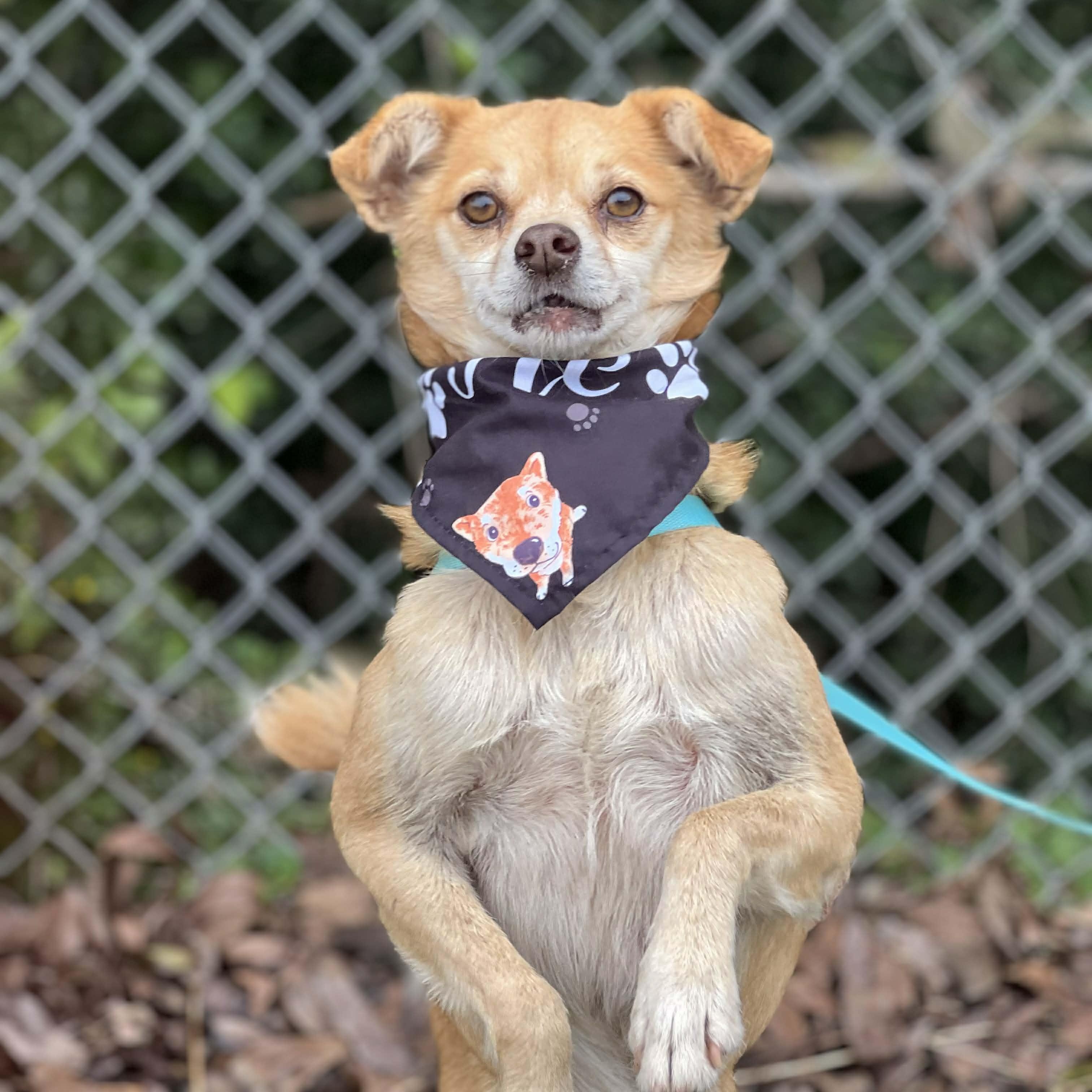 Frito, a ADOPTABLE mixed breed in Madisonville, TX image 4/6